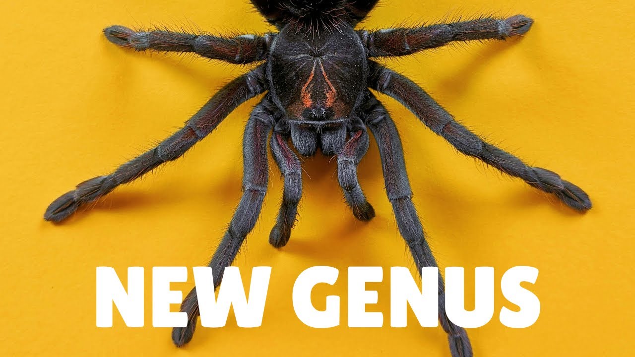 Brand New Genus Created For 4 Tarantula Species - YouTube