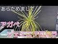 謎の植物改め『アガベ・ジェミニフローラ』:メダカ&times;ガーデニング