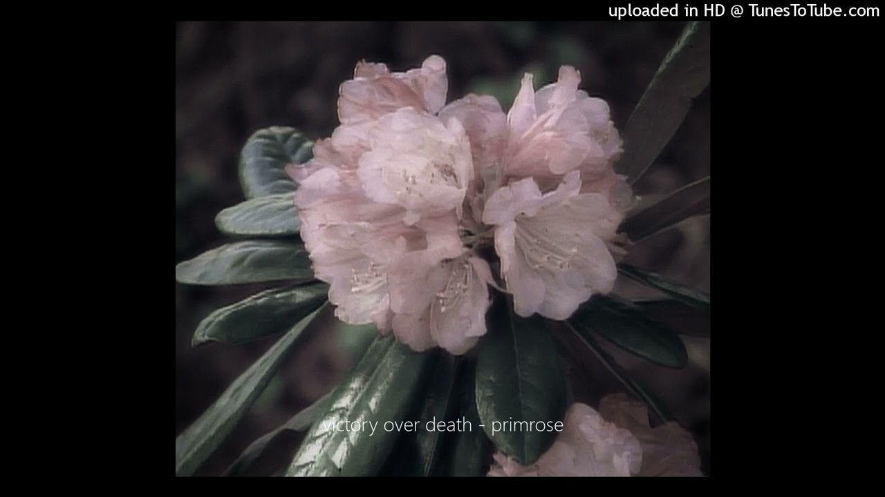 victory over death - primrose
