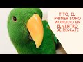 PRIMER LORO EN EL CENTRO DE RESCATE Y REHABILITACIÓN DE AVETROPIC | OS PRESENTAMOS A TITO