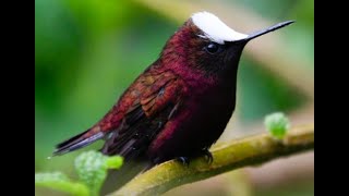 The Cutest Of The Hummingbirds The Snowcap In The Wild