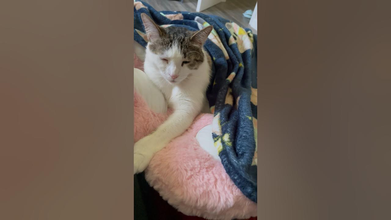 Does cat know they are cute? cat cutecat kitten viral animals