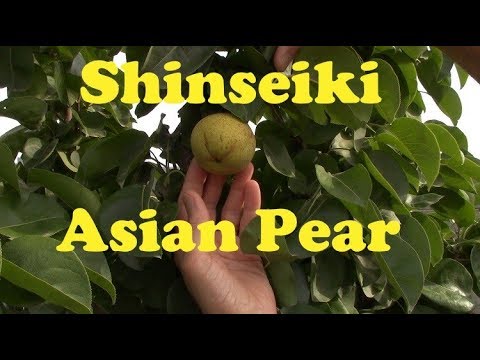 Video: Shinseiki-pæretræ-oplysninger: Sådan dyrkes et Shinseiki-asiatisk pæretræ derhjemme