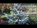 Голубая ель из шишки