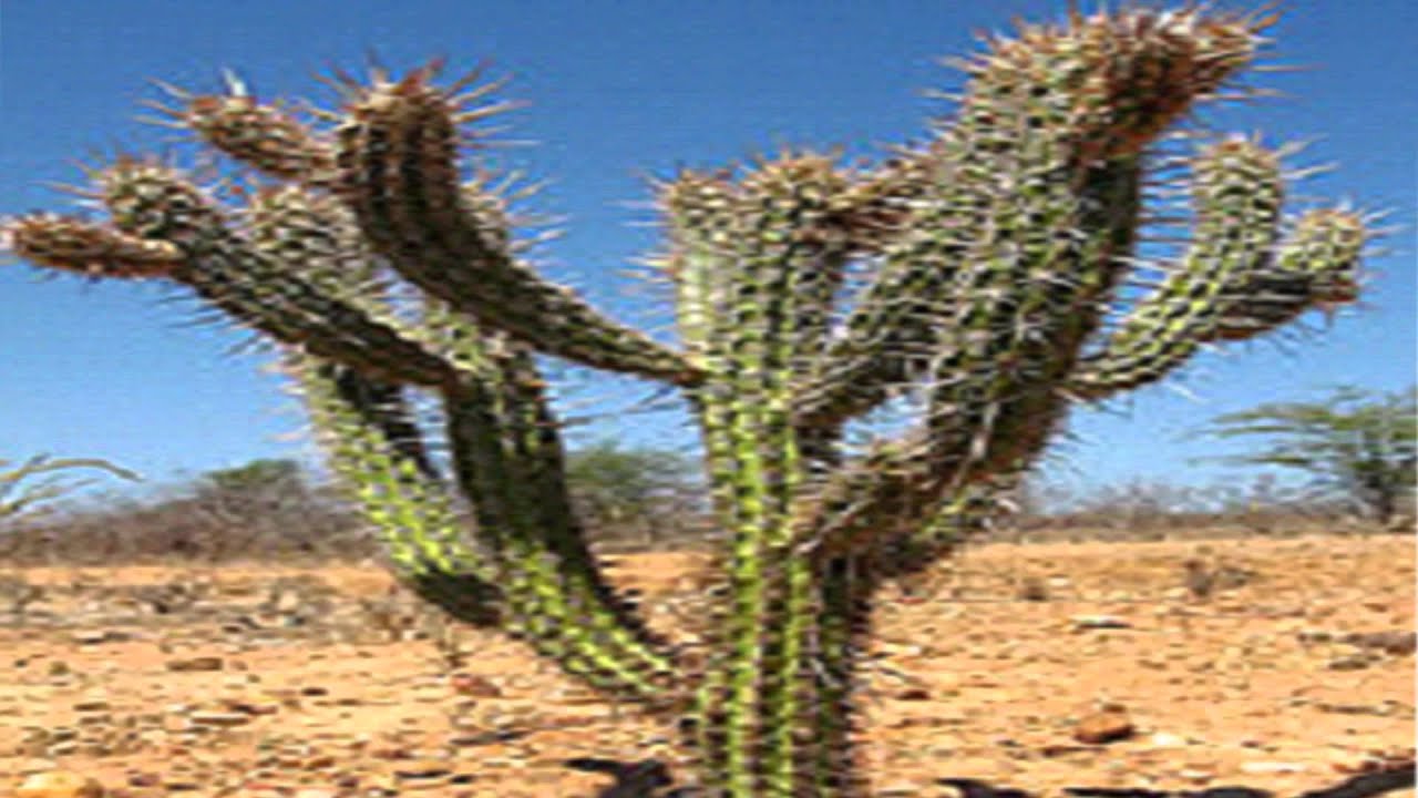 O Bioma Caatinga é Caracterizado Por Apresentar