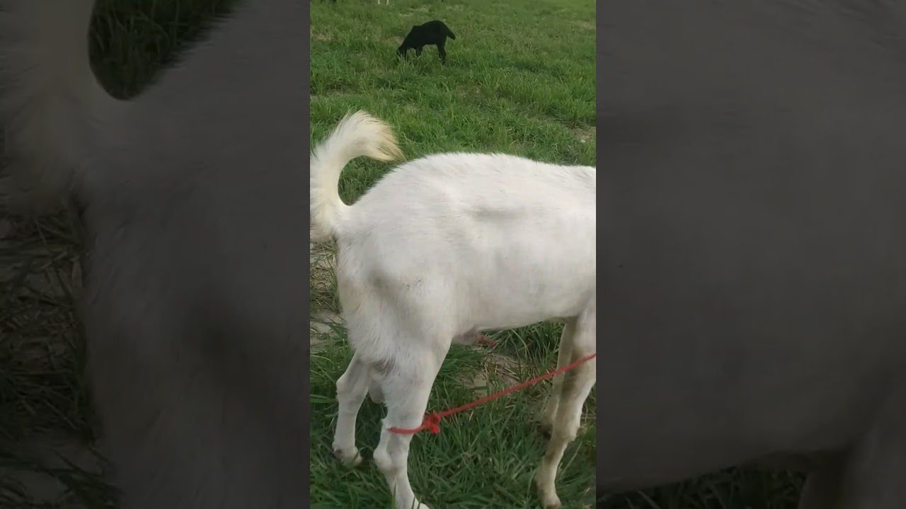 हमारी बकरियां Our goats 🤩😏 part-8 ਸਾਡੀਆਂ ਬੱਕਰੀਆਂ #khanvlog #khan #vlog #rahman #vlog