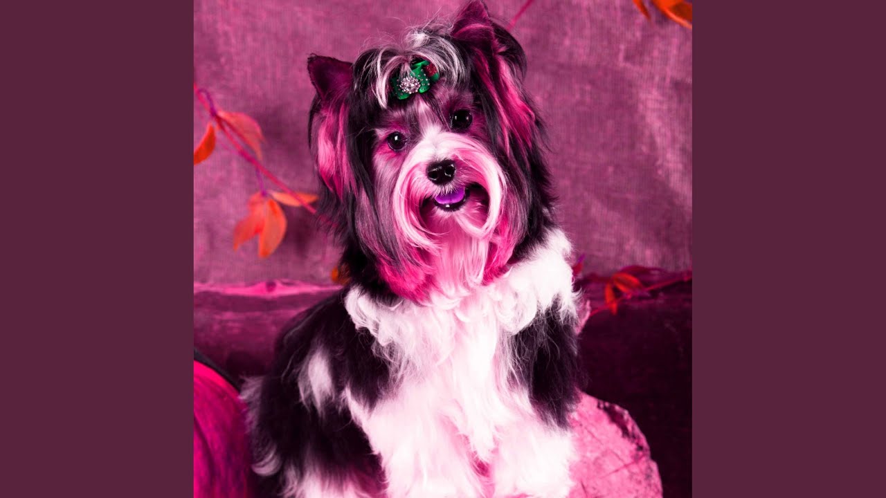 Sparkling Backdrops for Doggy Afternoon Rest