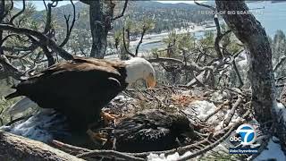 Bald eaglet dies weeks after hatching in Big Bear nest | ABC7