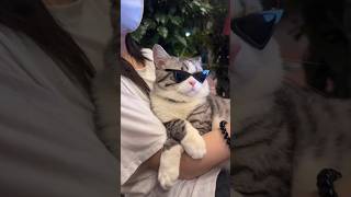 cool cat #funny #cats #cool #dance #cute #beautiful #love #animals