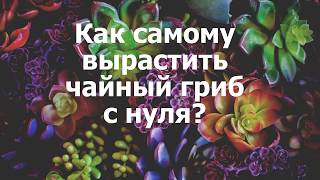 Как самому вырастить чайный гриб с нуля? Как самому вырастить чайный гриб с нуля?