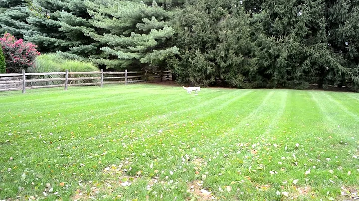 funny dog playing fetch