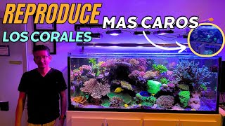 EL ACUARIO DE MARCO Y SU REPRODUCCIÓN DE CORALES