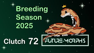 Clutch 72 Brand New Mimosa Lava Sunkissed Combos Future-Morphs