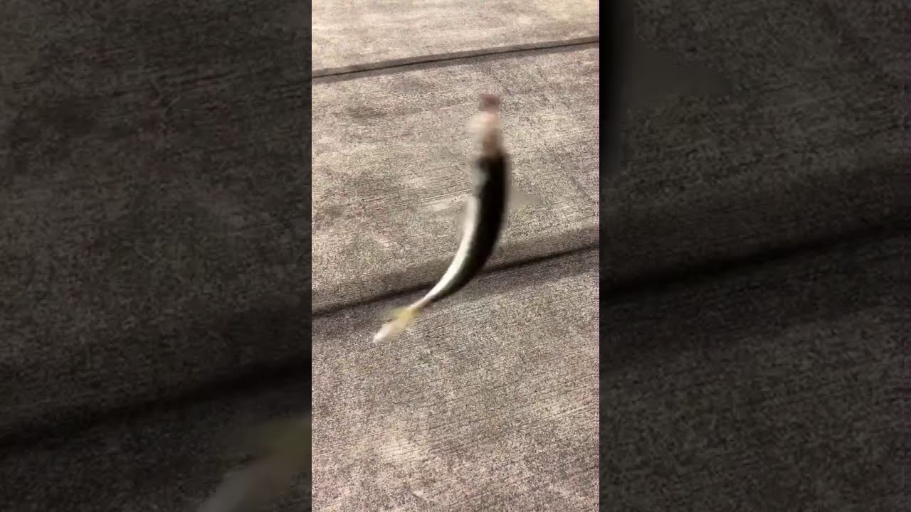 過去動画 ２０２０年３月アジング たのし Youtube