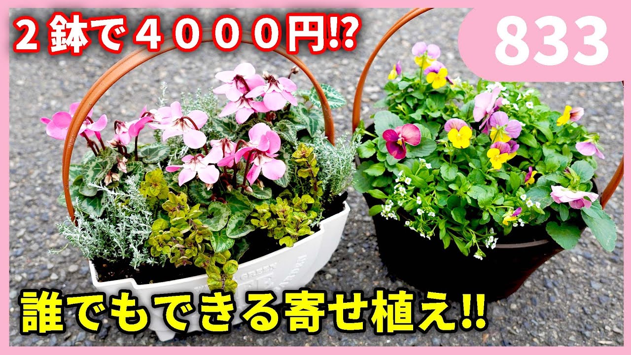 How to make the most cost-effective container planting by