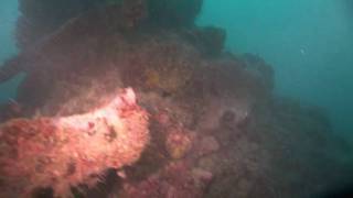 German Navy Survey Ship S.m.s. Planet Scuttled At Yap Island Located By Pat Ranfranz 4 Of 4