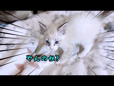 新しく家族になった子猫のやんのかステップww 【残り物(猫)には福がある】#やんのかステップ