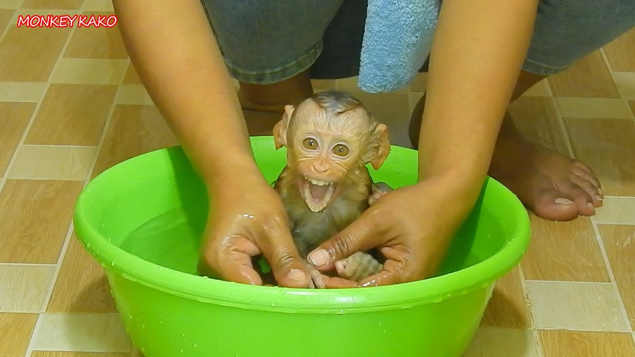 Tiny Monkey, Cute Baby Nina Don't Want Bathe