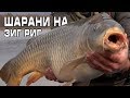 Шарани на ЗИГ РИГ / Carp on ZIG RIG