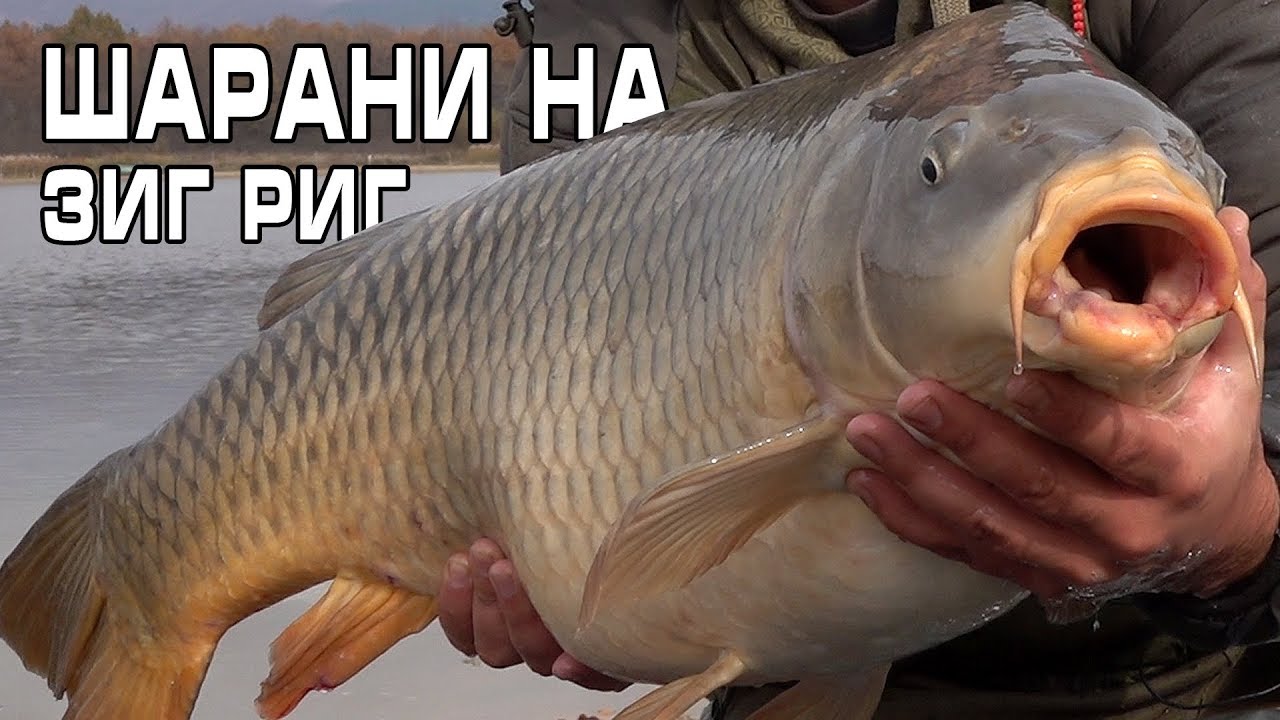 Шарани на ЗИГ РИГ / Carp on ZIG RIG