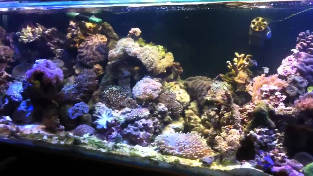 1000 watt reef led metal halide