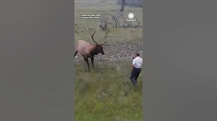 Why You Should NEVER Approach Wild Animals!