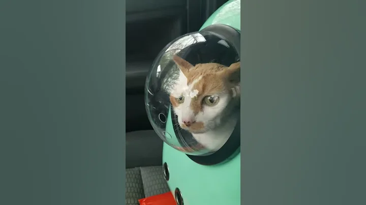 Space kitty