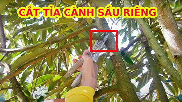 Cách tỉa cành tạo tàn sầu riêng cây 3 năm tuổi