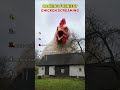 Ranking Funniest Chicken Screams 🐔🤣