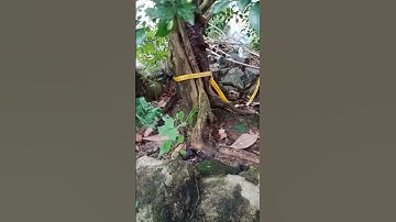 Cần thanh lý gấp Gốc cây Nguyệt quế bon sai, ai có nhu cầu xin liên hệ 0911995905