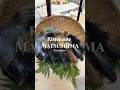 Ristorante MATSUSHIMA | Saga, Japan #umamiholic #shorts #food #foodie