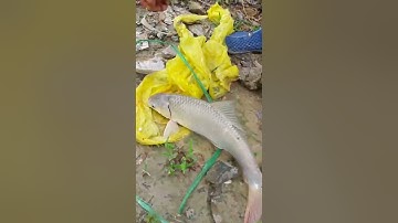 Đam Mê Câu Cá || Câu Cá trôi Khủng tại Hồ 3 Cô ở Bà rịa vũng tàu,fishing || Bài Mồi mới