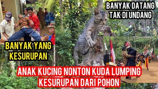 Anak Kucing Datang Dari Hutan Part 2 Nonton Kuda Lumping Gak Mau Turun Banyak Kesurupan..!