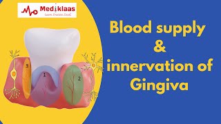 Blood supply and innervation of Gingiva