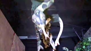 Snake Surprise Animated Prop