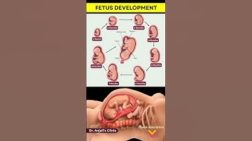 Fetal Development Stages Explained Week by Week | You Won’t Believe How a Baby Grows Inside the Womb