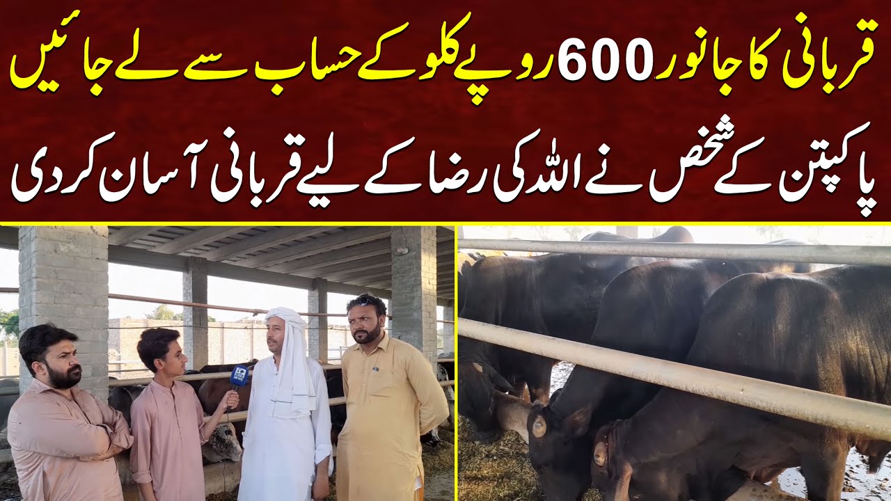 Qurbani Ka Janwar 600 Rupy KG Ke Hisab Sy Ly Jayn | MYK News TV - YouTube