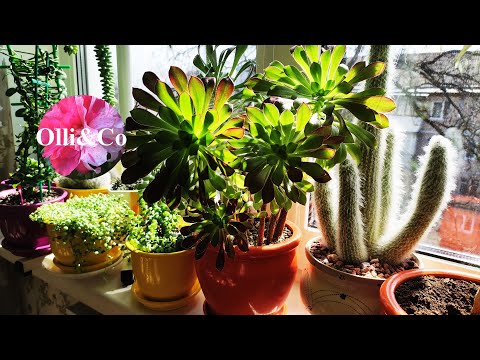 ОБЗОР  МОИ РАСТЕНИЯ, КОМНАТНЫЕ ЦВЕТЫ в АПРЕЛЕ 2023  РОСЛИНИ  КВІТИ