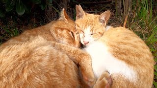 寒い冬に抱き合って眠る仲良し茶トラ猫コンビ
