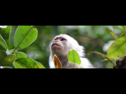 Video: Il paradiso tropicale poco affollato della Colombia