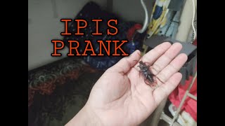 IPIS PRANK [OFW LIFE]