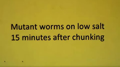 Mutant C. elegans on low salt plates, 15 min observation