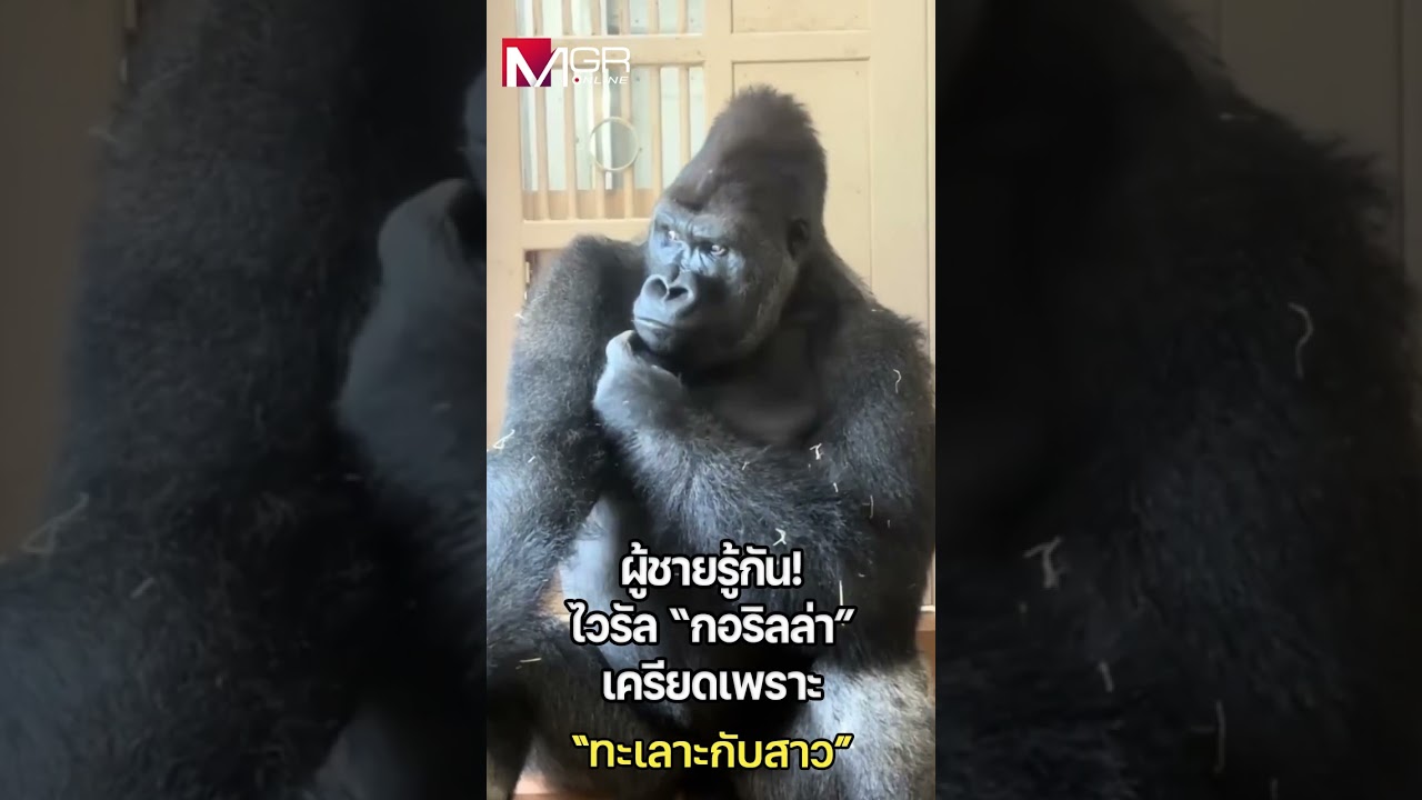 ไวรัลหนุ่มๆเข้าใจหัวอก! กอริลล่าไล่แฟน สุดท้ายกลับมากลุ้มเอง!