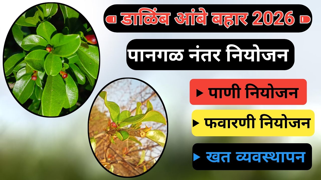 डाळिंब आंबे बहार नियोजन 2026 | डाळिंब बहार नियोजन|Dalimb aambe bahar | dalimb bahar niyojan 