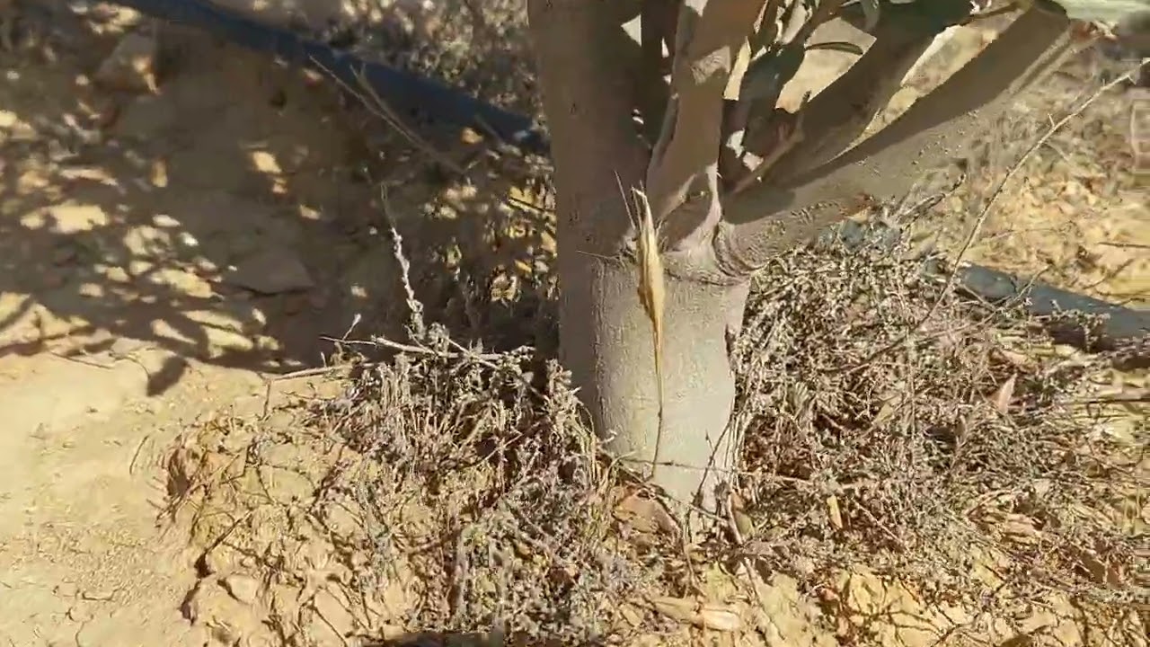 #مساحة 11 فدان بثمن فدان السكر برج العرب بالإسكندرية فرصة استثمارية مميزا جدا جدا