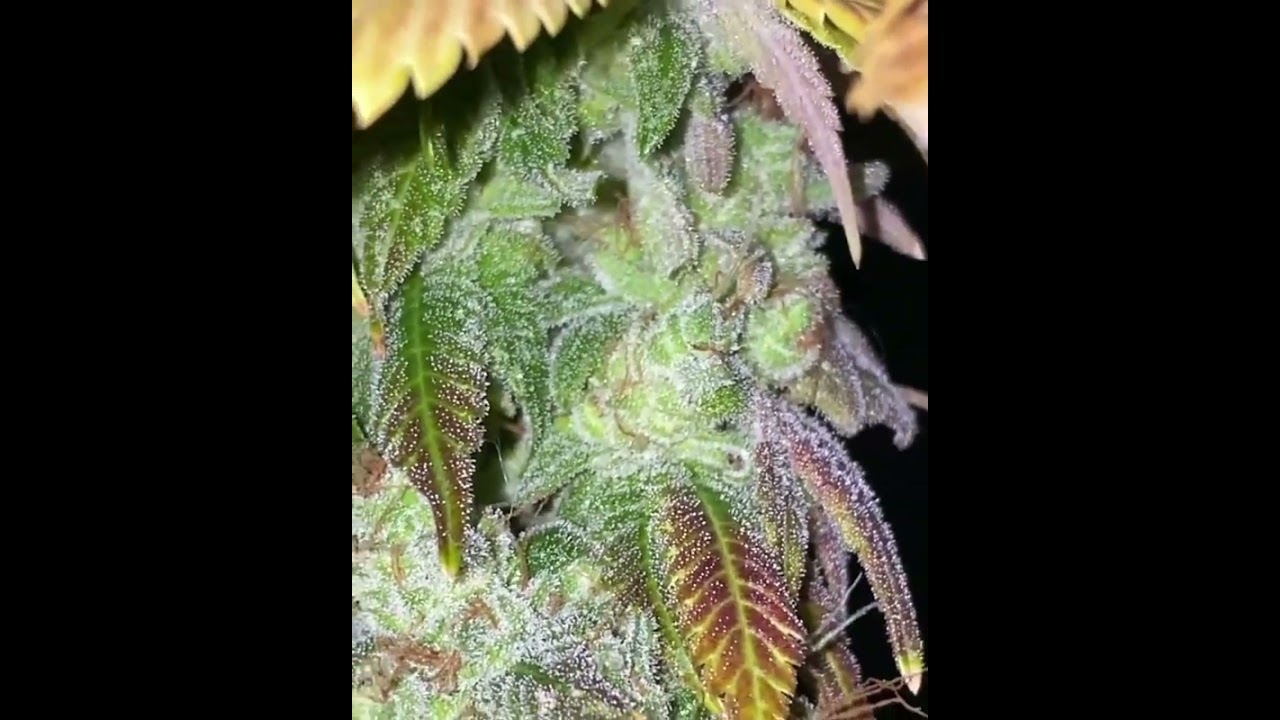 Grown under SunPlix LED grow light