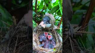 Mom patiently feeds the caterpillar