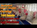 Layer chicken business