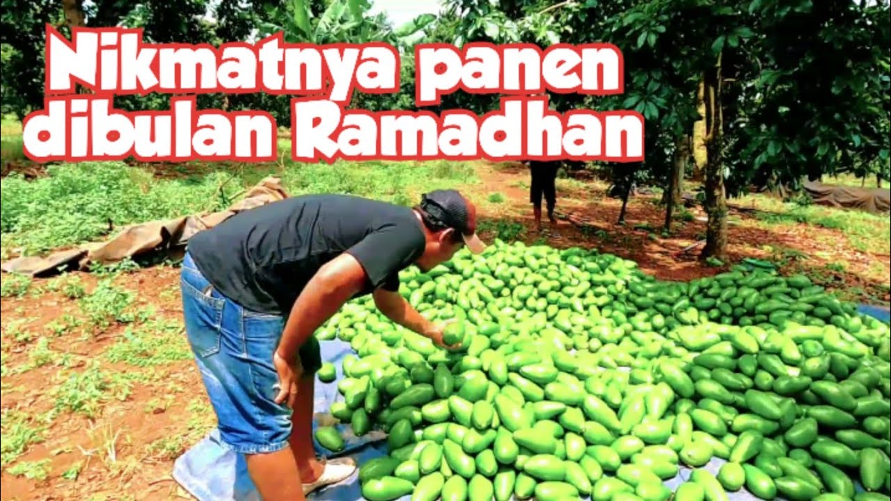 Nikmat panen alpukat siger dibulan ramadhan