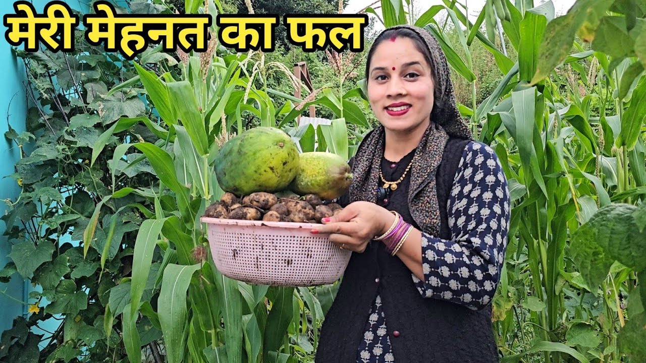 अपने किचन गार्डन की सब्जियाँ भेजनी हैं देहरादून🤗| Preeti Rana|Pahadi lifestyle| @PriyankaYogiTiwari 